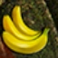 Wildcano with Orbital Reels Banana